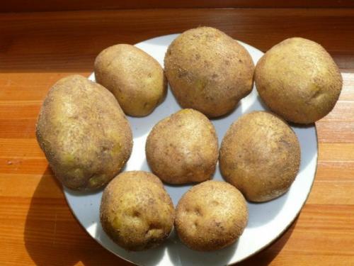 Сорт венета картофель. Характеристика и описание сорта