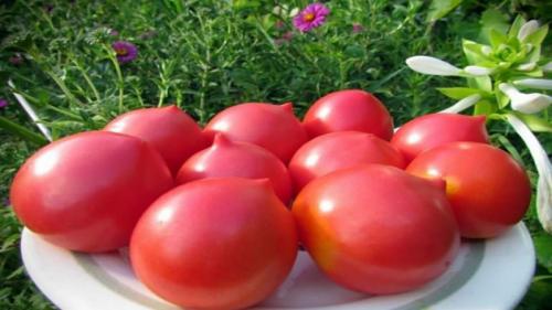 Сызранская пипочка томат. Описание сорта