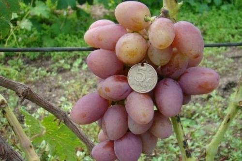 Виноград розовый оригинал. 30 лучших сортов розового винограда
