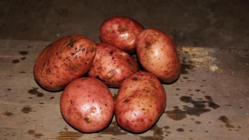 Сорт картофеля журавинка. Высокоурожайный, морозоустойчивый сорт картофеля «Журавинка» с отменным вкусом