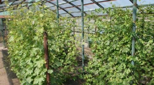 Глубина посадки винограда в Подмосковье. Выращивание и уход за виноградом в Подмосковье без теплицы в открытом грунте для начинающих