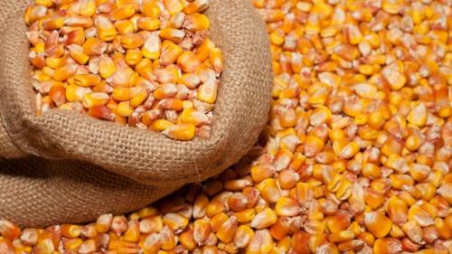 Кукуруза на зерно. Что такое фуражная кукуруза, как её выращивают и куда применяют