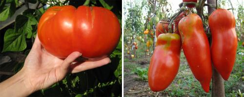 Сорта томатов по алфавиту. Крупные сорта помидоров для теплиц и открытого грунта