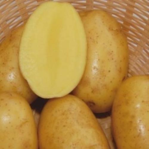 Вега картофель характеристика. Раннеспелый столовый сорт картофеля Вега