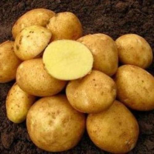 Винета сорт картофеля описание. Характеристика картофеля сорта Винета