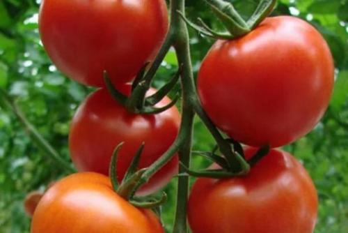 Помидоры для Сибири низкорослые для открытого грунта крупноплодные. Урожайные сорта томатов для Сибири в открытый грунт: