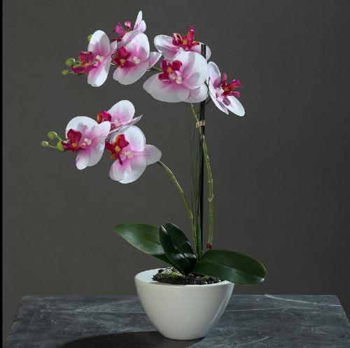 Нужно ли подкармливать орхидею во время цветения. Чем подкормить орхидею в домашних условиях: народные и подручные средства