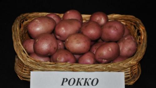 Картопля рокко. Высокоурожайный сорт картофеля «Роко», идеально подходящий для варки и запекания