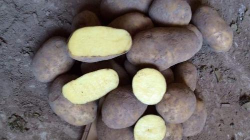 Картошка бриз описание сорта. Описание сорта картофеля