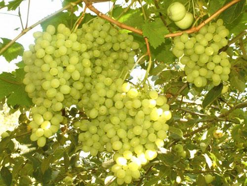 Осенние работы с виноградом на Урале. Выбор сорта винограда для выращивания на Урале