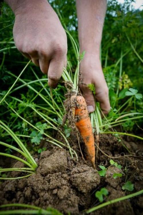 Как правильно хранить морковь и свеклу. Подготовительный этап