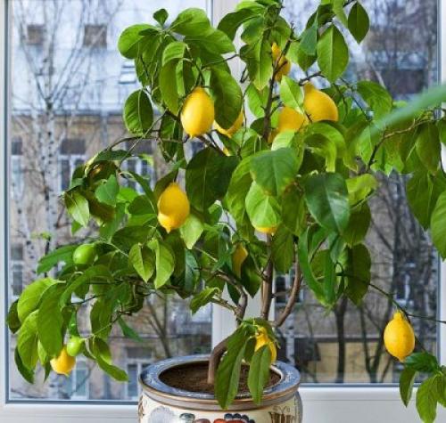 Как поливать лимон в домашних условиях в горшке. Домашний лимон: уход в домашних условиях и фото