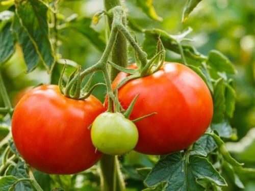 Сорт томатов Белый Налив. Характеристика и описание томатов сорта Белый Налив