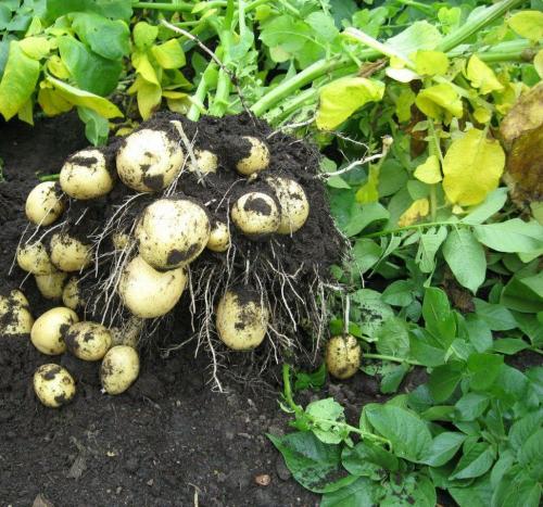 Картофель гала: описание сорта. Сорт картофеля Гала — основные характеристики