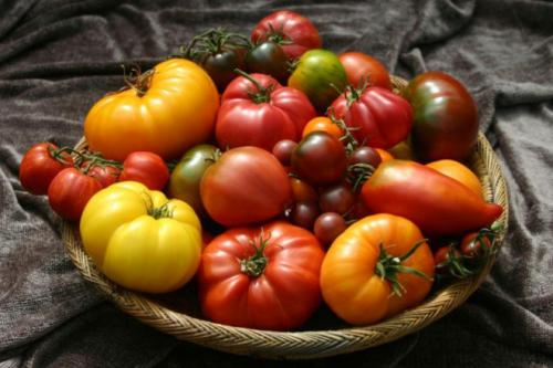 Сорта томатов характеристика. Лучшие сорта томатов: топ самых урожайных помидоров 2019 года