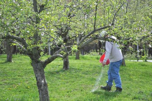 Подкормка яблонь осенью в ленинградской области. Для чего и когда удобрять яблони