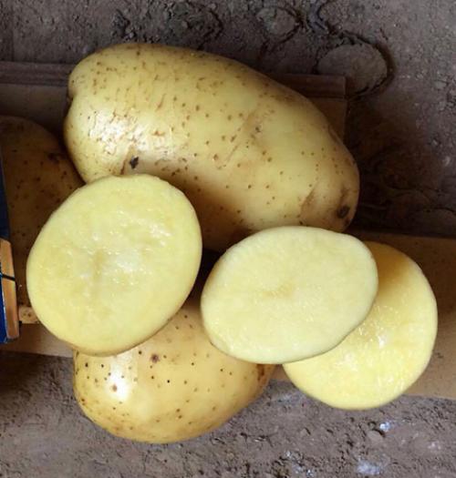 Картофель Бриз описание сорта. Сорт картофеля Бриз