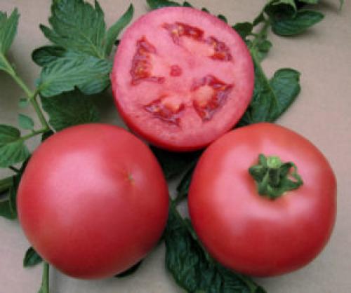Розовый царь томат. Описание томата сорта Розовый царь с фото