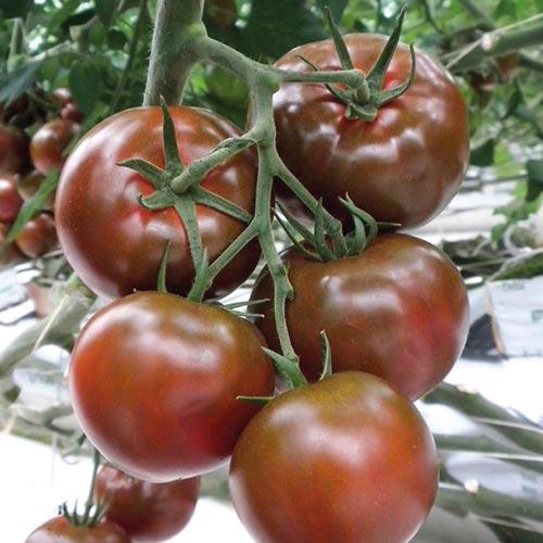 Томат Виагра характеристика и описание сорта. Описание сорта томатов Виагра и его характеристики