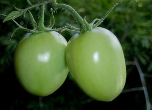 Рецепт соленых зеленых помидоров в банках на зиму без стерилизации. Зеленые помидоры на зиму — простые и самые вкусные рецепты пальчики оближешь