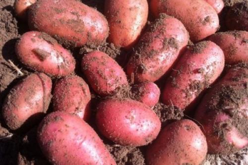 Картофель Ред Леди. Описание сорта картофеля Ред Леди, особенности выращивания и урожайность