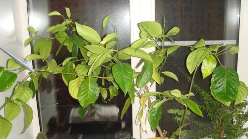 Болезни лимонного дерева в домашних условиях. Причины появления болезней у домашнего лимона