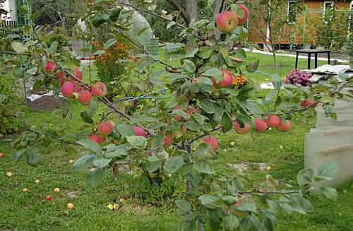 Конфетное яблоня опылители. Сладкий август в вашем саду: яблоня сорта «Конфетное»