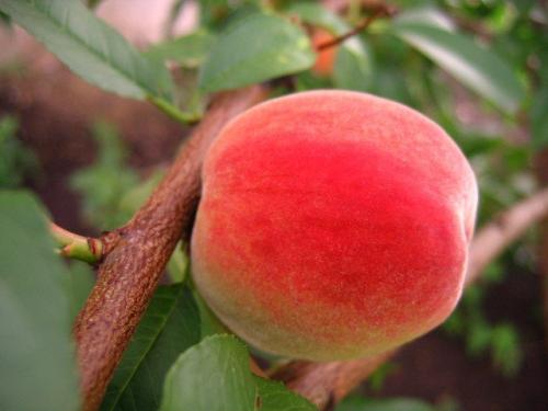Абига-пик для персика. Методы борьбы с курчавостью персика после цветения