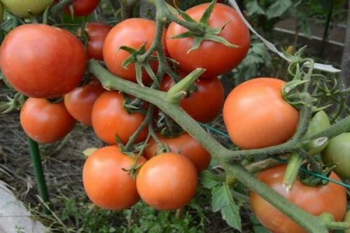 Посев томатов на рассаду Ямал 200. Томат Ямал: описание сорта и характеристика