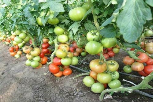 Махитос f1 томат. Томат Махитос: технология выращивания сорта