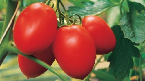 Томат бенито характеристика и описание сорта. Высокоурожайный и неприхотливый томат «Бенито» — секреты получения богатого урожая