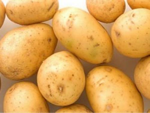 Картошка описание сорта Ривьера. Описание сорта картофеля Ривьера