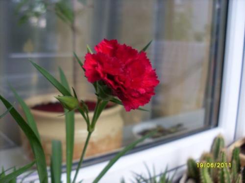 Как обеспечить достаточное увлажнение гвоздики осенью