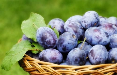 Можно ли заменить сливы другими фруктами Можно ли заменить сливы другими фруктами