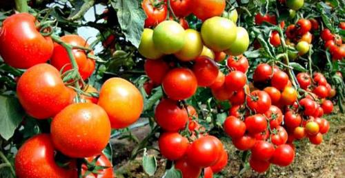 Какие факторы влияют на потребность томатов в удобрениях в августе