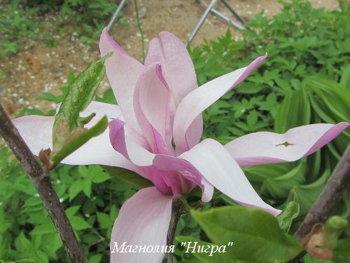 Как правильно посадить магнолию в Подмосковье Как правильно посадить магнолию в Подмосковье
