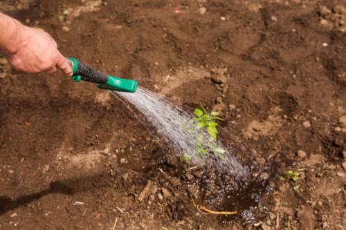 Какие стратегии можно использовать для защиты растений от заморозков в период цветения