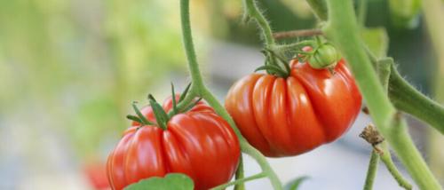 Сорт помидор Мясистый. Лучшие сорта крупных мясистых и очень ранних томатов