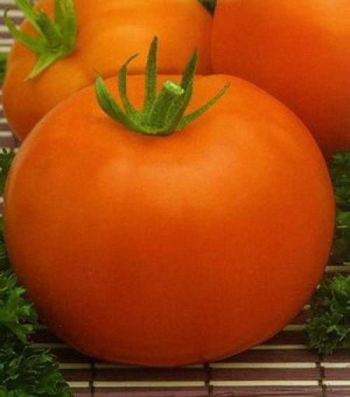 Сорт помидор Мясистый. Лучшие сорта крупных мясистых и очень ранних томатов