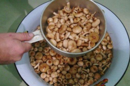 Какие особенности есть при заморозке опяты по сравнению с другими видами рыбы. 6 способов заморозить опята на зиму: свежие, вареные, бланшированные, жареные, тушеные, икру