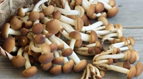 Какие особенности есть при заморозке опяты по сравнению с другими видами рыбы. 6 способов заморозить опята на зиму: свежие, вареные, бланшированные, жареные, тушеные, икру