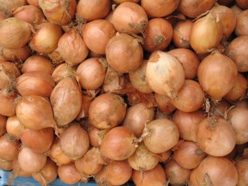 Осенняя посадка семейного лука. Посадка семейного лука под зиму