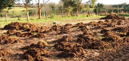 Осенняя посадка семейного лука. Посадка семейного лука под зиму