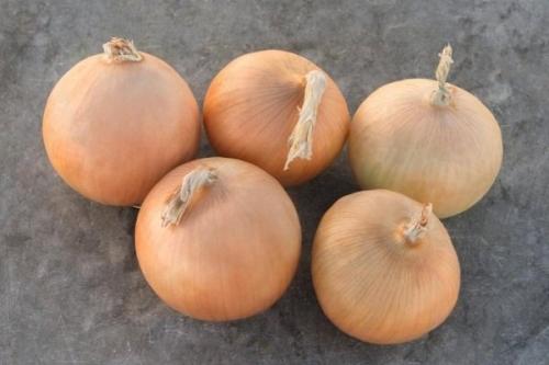 Какой лук севок сажать под зиму. Популярные озимые сорта