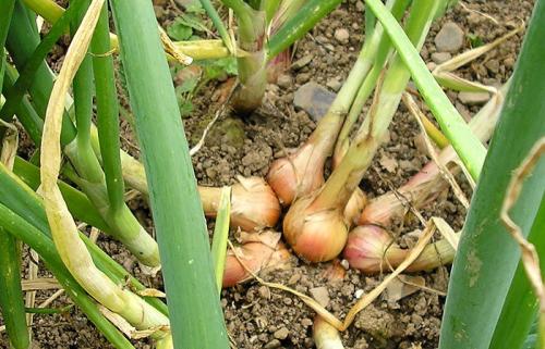 Осенняя посадка семейного лука. Посадка семейного лука под зиму