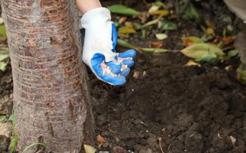 Как удобрять старые яблони. Как правильно удобрять яблоню, какие виды подкормок бывают, их специфика