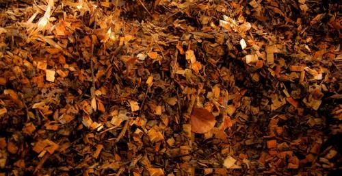 Чем подкормить яблони и груши. Совмещаем полив и подкормку плодовых деревьев