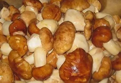 Подтопольники грибы, как готовить. Сколько нужно варить подтопольники?