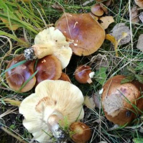 Как готовить топольки грибы. Рецепты 20 Как готовить топольки грибы. Рецепты 20