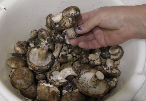 Грибы подтопольники мариновать. Как мариновать подтопольники на зиму